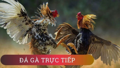 Đá gà trực tuyến - Nét đẹp giải trí cực hấp dẫn cho cược thủ